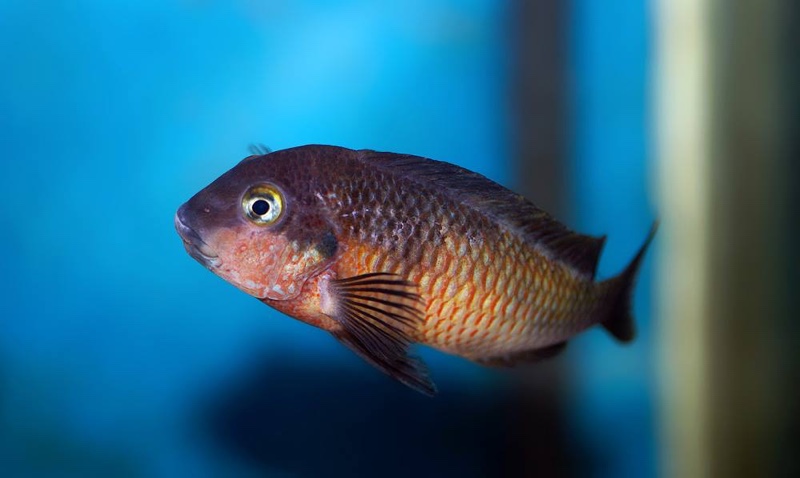 Tropheus Red Belly